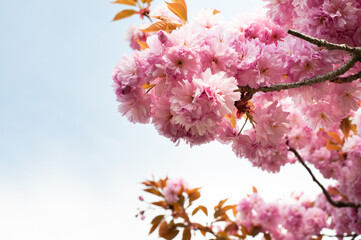 Beautiful pink blossoming tree against the sky