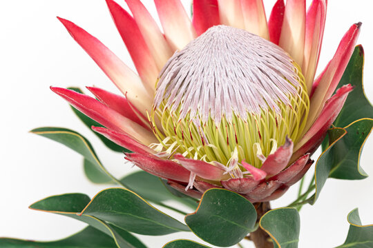 Beautiful protea flower on a white background isolated.