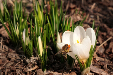 A bee on a white crocus flower close-up. Focus in the foreground..