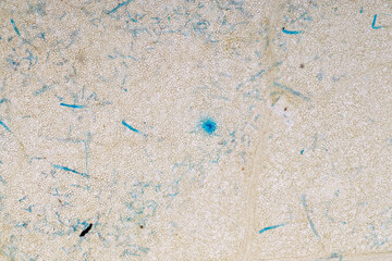 Slime molds, as a group, are polyphyletic under the microscope for education.
