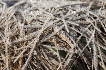 grass covered with ice and frost in the winter season
