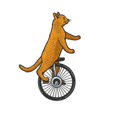 unicycle cartoon circus cat color sketch engraving raster illustration. T-shirt apparel print design. Scratch board imitation. Black and white hand drawn image.
