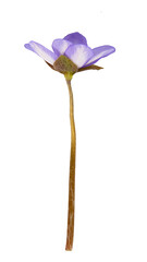 blue snowdrops Galanthus isolated on white background