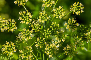 green dill on the field in the summer season