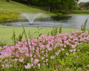 Fountain and Pond with Wildflowers