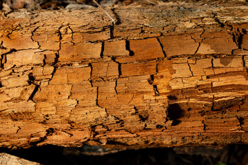Old cracked tree stump. Old wood texture