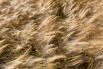 golden-colored ripe wheat in the field