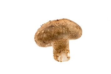 Fresh Shiitake mushroom isolated on white background with clipping path and full depth of field.