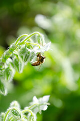 Portrait shot of bee collecting pollen on yellow flower and plants