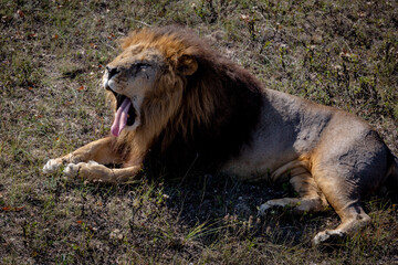 Portrait of a wild roaring lion. The lion lies on dry grass. Taigan Park