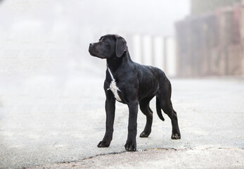 Italian Cane Corso puppy in the fog