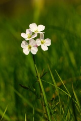Meadow cress (Cardamine pratensis); grows, among others in the meadows. Used as a herb for healing and also as a spice. It grows, among others, in Poland. Flowers can be white or pink .