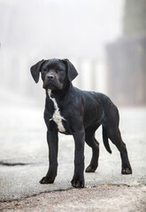 Italian Cane Corso puppy in the fog