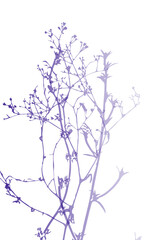 Isolated vector realistic plant, herb or twig in pastel  iridescent colors on white. Minimalist poster or card concept with delicate silhouettes of organic shapes. Modern abstract botanical artwork.