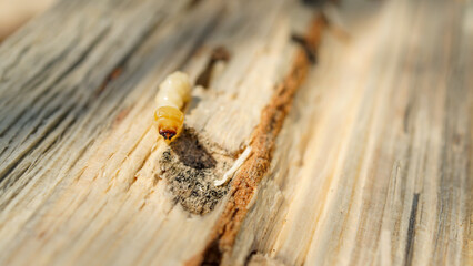 Pest bark beetle larva on wood