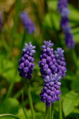 Blue Sapphires - garden flowers on a green background.