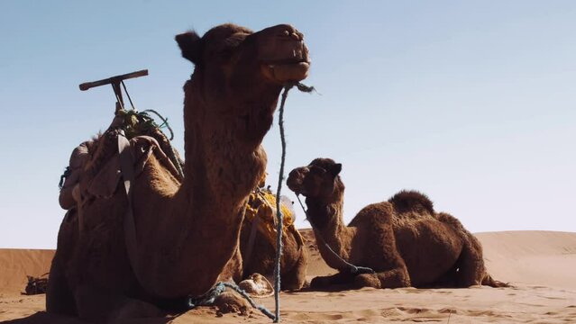 Camel in Morocco desert. Gimbal shoot. 