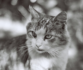 Beautiful muzzle of a cat. Portrait of a cat. Black and white photo.