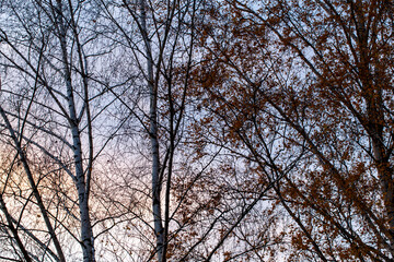 bare trees during sunset after leaf fall