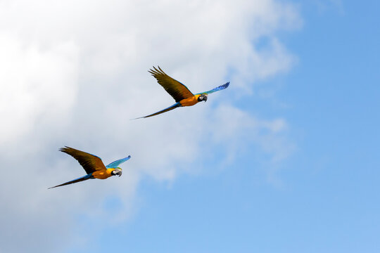 A couple of Blue-and-yellow Macaws in flight.  Species Ara ararauna also know as Arara Canide. It is the largest South American parrot. Birdwatching. Bird lover. Birding.
