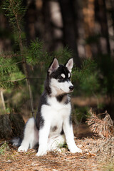 Black and white Siberian Husky puppy in the forest