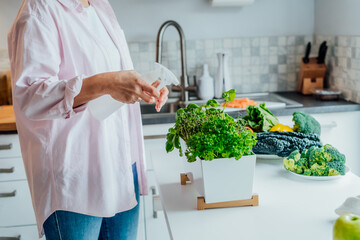 Woman watering home indoor gardening on the kitchen. Pots of herbs with basil, parsley and thyme. Home planting and food growing. Sustainable lifestyle, plant-based foods. Selective focus. Copy space