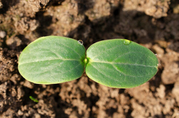 Cucumber sprouts in the garden, seedlings in the farm garden, top view. Young seedling of fresh cucumber, top view. Seedlings of cucumbers sprout, close-up. Cucumber seedling close-up, top view.