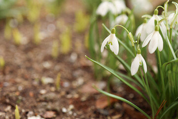 Close-up of snowdrop flowers blooming in the cold cover. The first spring, forest flowers. Soft focus.