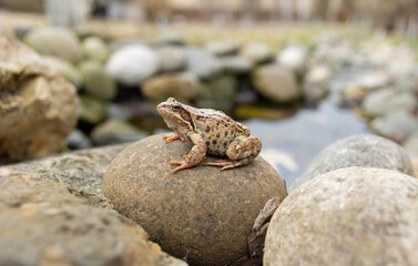A sitting frog on a rock in a pond. Soft focus
