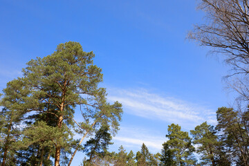 The top of a pine tree against a beautiful sky. Young pine in spring.