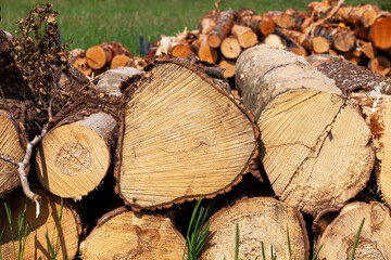 a large amount of pine wood during logging