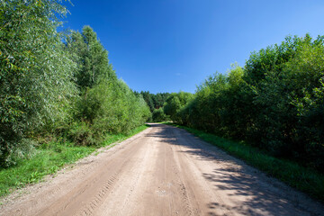 unpaved road with different plants growing on the side of the road
