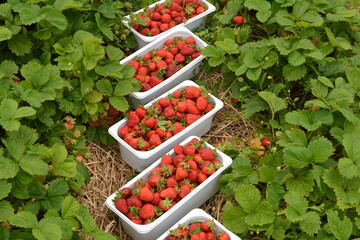Strawberries in plastic trays