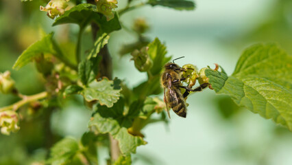 bee on a flower currant 