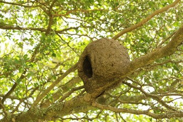 Fototapeta premium A nest of rufous hornero (Furnarius rufus) at the top of the tree