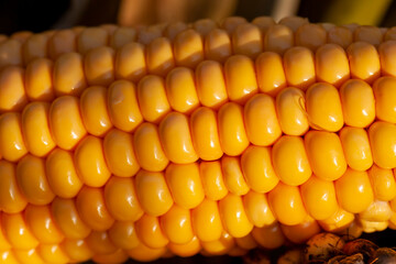 yellow ripe corn fruits in summer