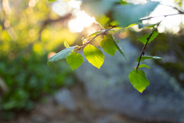 Concept nature view of green leaf on blurred greenery background in garden and sunlight