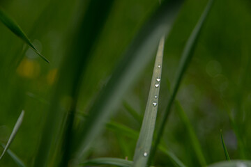 Fototapeta premium morning dew on the grass
