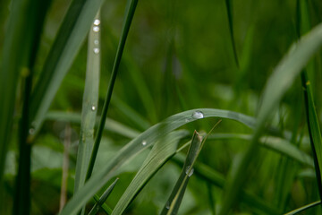 morning dew on the grass