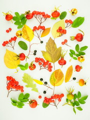 Pattern of autumn colorful bright yellow leaves, red rowan berries and rose hips  Isolated on a white background. Fall concept. Top view, flat lay.	