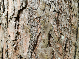 brown bark of a tree