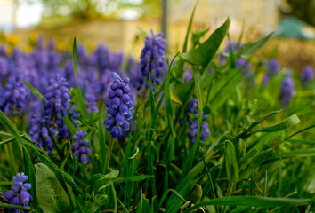Armenian grape hyacinth, Muscari armeniacum, blue flowers