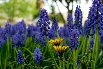 Armenian grape hyacinth, Muscari armeniacum, blue flowers