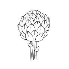 Artichoke hand drawn sketch vector doodle illustration. Green vegetables healthy food clipart