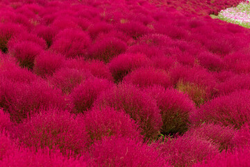 Red Bassia scoparia field in Japan park