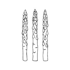 Asparagus hand drawn sketch vector doodle illustration. Sparrowgrass vegetables healthy food clipart