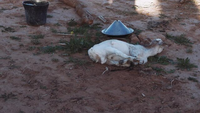 A traditional goat slaughte.: Sounds and images
Morocco desert