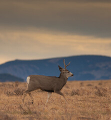 Young mule deer buck