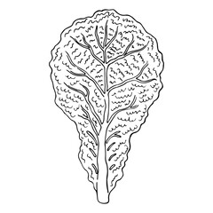 Lettuce hand drawn sketch vector doodle illustration. Green vegetables healthy food clipart