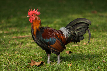 Rooster in the field